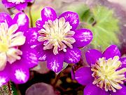 三段咲 紫の上