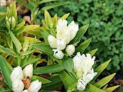 白花エゾオヤマリンドウ
