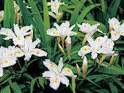 白花ヒメシャガ