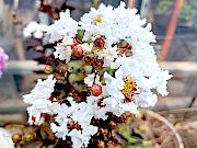 白花サルスベリ