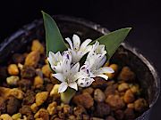 ポリキセナ エンシフォリア 白花