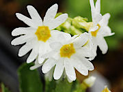 白花ミチノクコザクラ