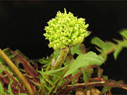 緑花タンポポ 毬藻(まりも)
