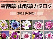 2023秋〜2024年 雪割草・山野草カタログ